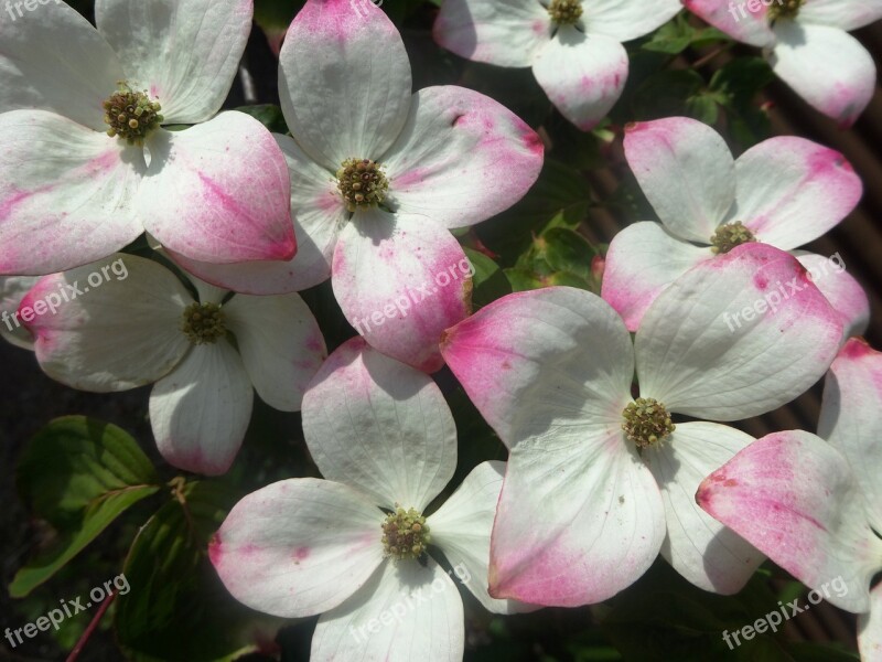 Shrub Blooming White Flowering Tree Natural