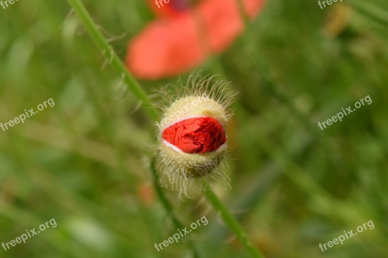 Poppy Bud Poppy Bud Breaking Up Bud Close Up