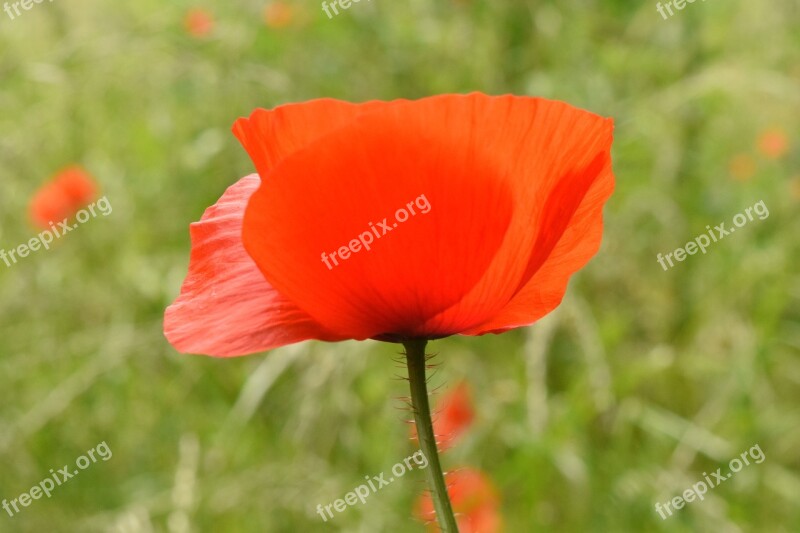 Poppy Poppy Flower Flower Red Blossom