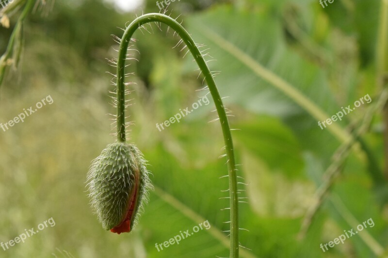 Poppy Poppy Bud Red Poppy Close Up Green