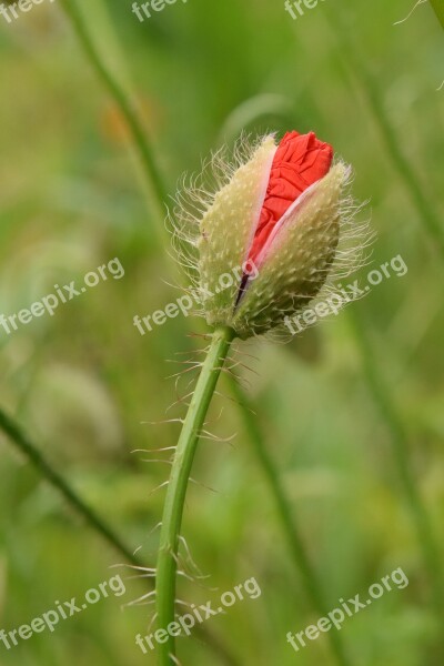 Poppy Bud Plant Green Red