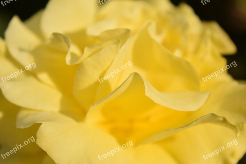 Background Rose Close Up Yellow Blossom