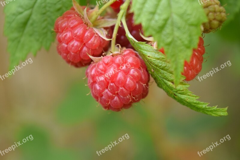 Raspberries Red Fruits Berries Fruit