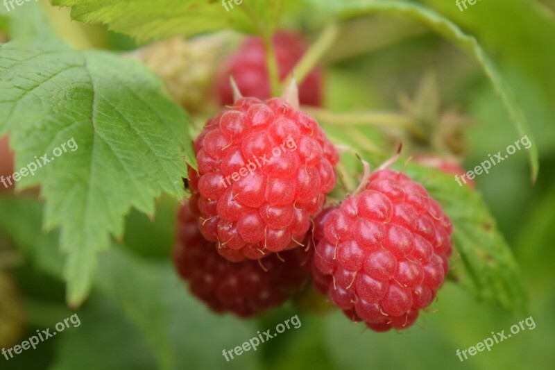 Raspberries Red Fruits Berries Fruit