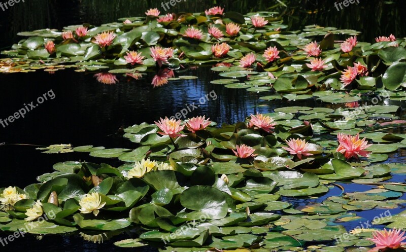 Pond Lily Pads Lily Water Garden Waterlily