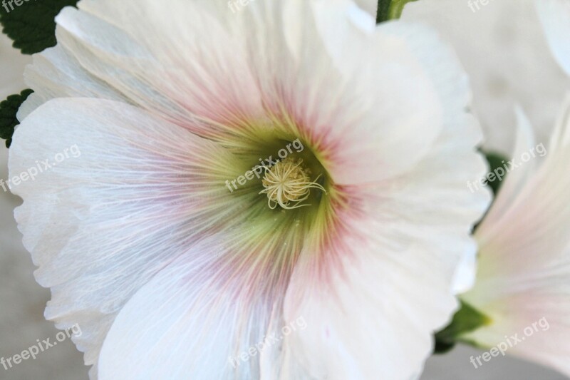 White Flower Spring Bloom White Flora