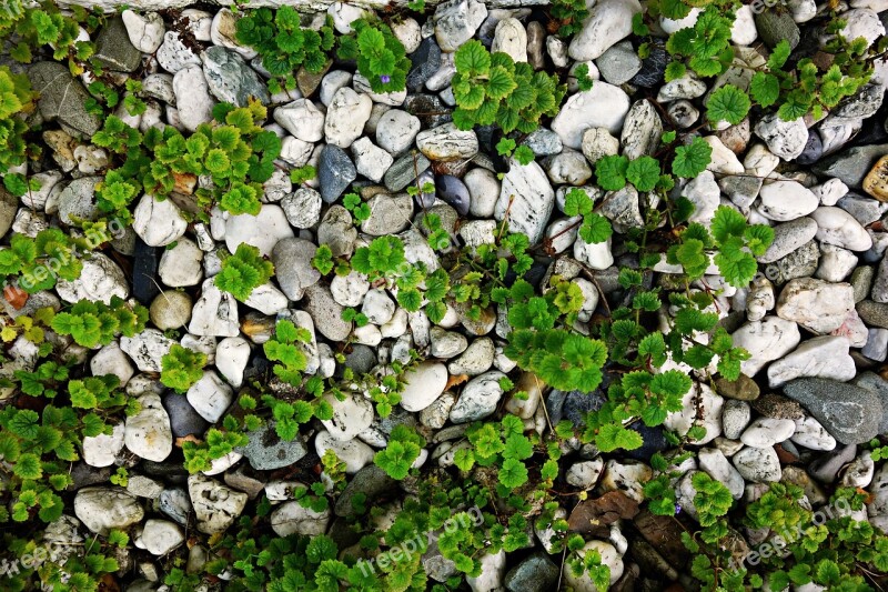 Stones Pebbles Plants Growth Growing