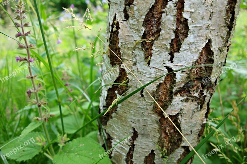 Birch Birch Tree Tree Bark Trunk