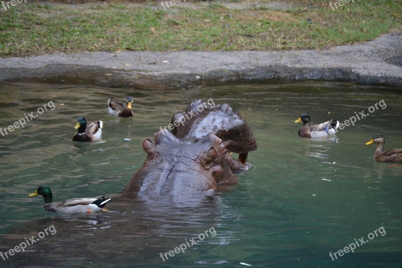 Disney Hippo Hippopotamus Water Ducks