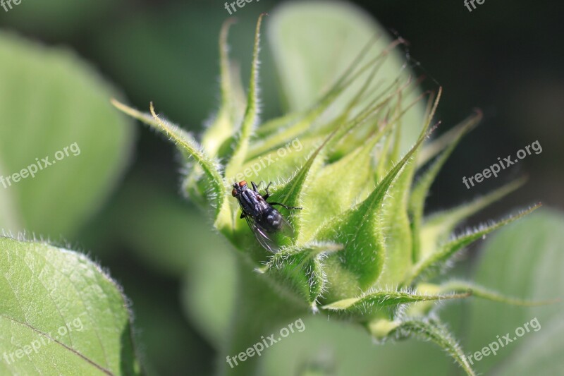 Fly Insect Sunflower Bud Black