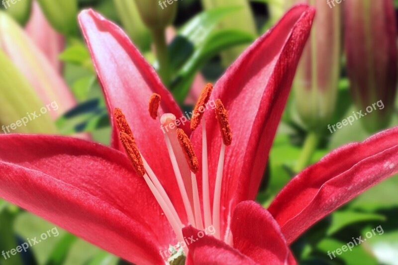 Asiatic Lily Macro Stargazer Horticulture