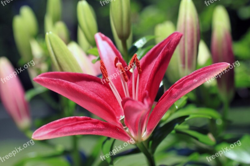 Asiatic Lily Macro Stargazer Horticulture