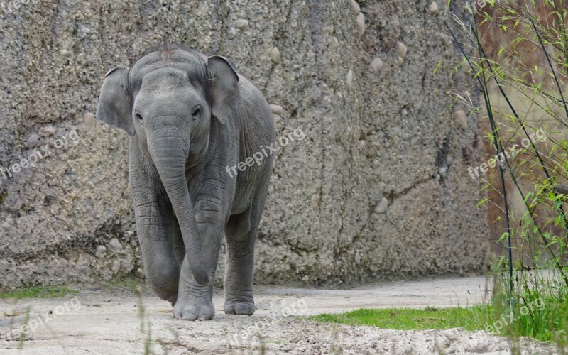 Elephant Asian Elephant Young Animal Pachyderm Mammal