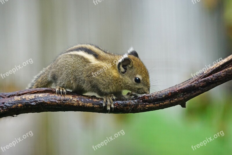 Tree Chipmunks China Rodent Chipmunk Creature