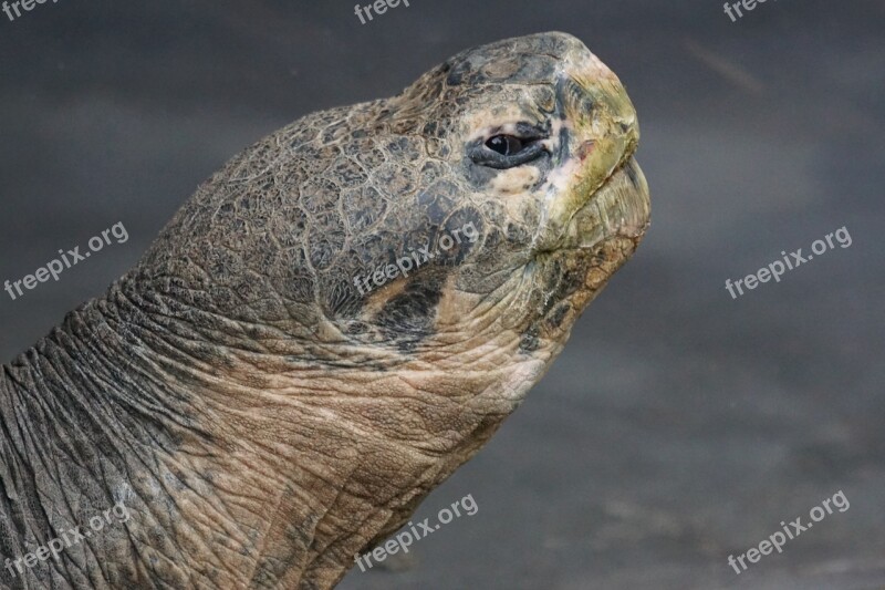 Giant Tortoise Galapagos Giant Tortoise Turtle Portrait Geochelone Nigra