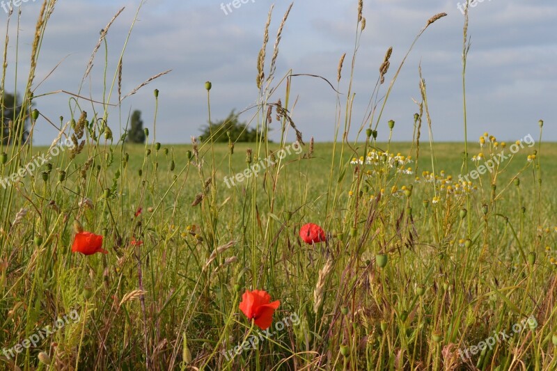 Poppies Chamomile Flowers Grasses Spring