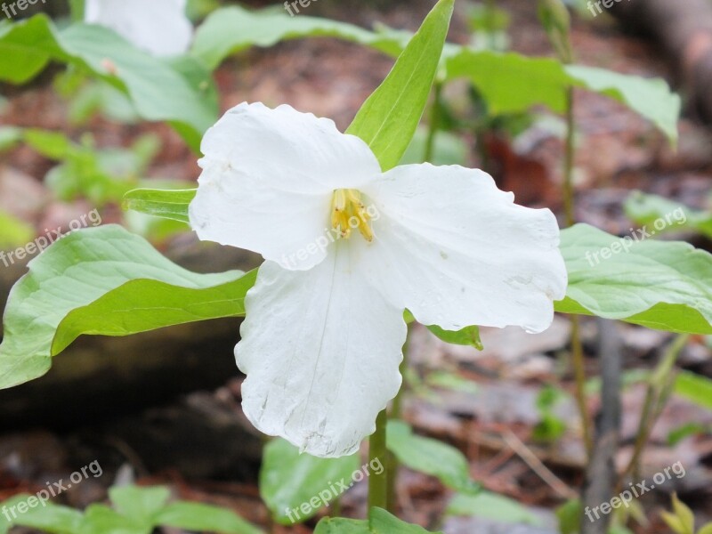 Trillium Wildflower Ontario Nature White