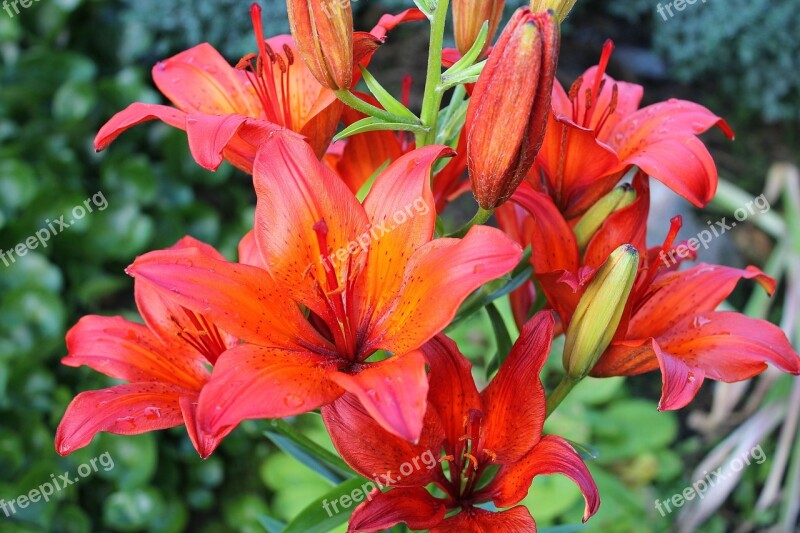 Lilies Red Orange Have Flowers