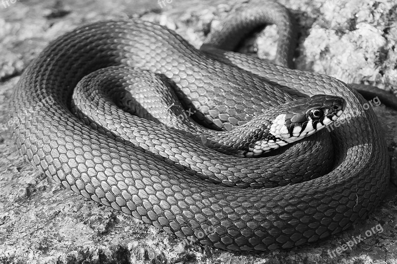 Snake Black Black And White Rnatakäärme Natrix