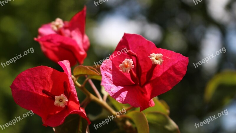 Bougainvillea Garden Flowers Fuchsia Free Photos