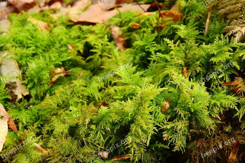 Moss Bryophytes Rokytnik Hylocomium Free Photos