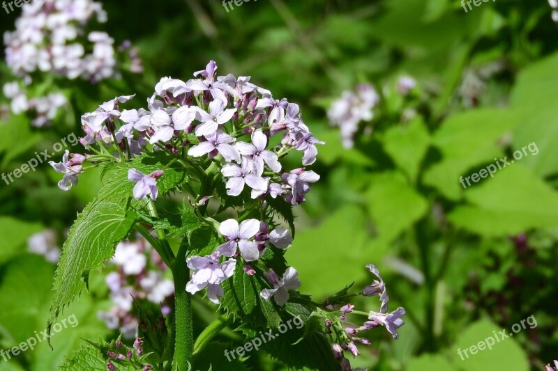 Lunaria Perennial Lunaria Rediviva Flower Inflorescence