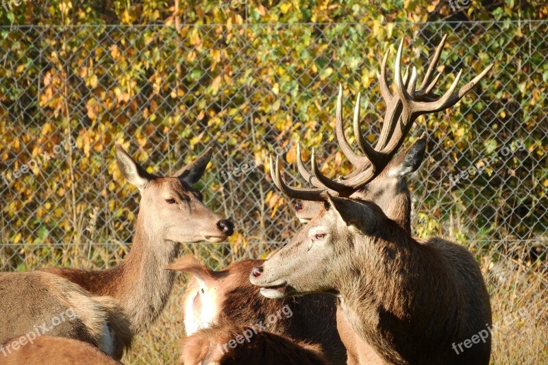 Hart Doe Antlers Park Free Photos