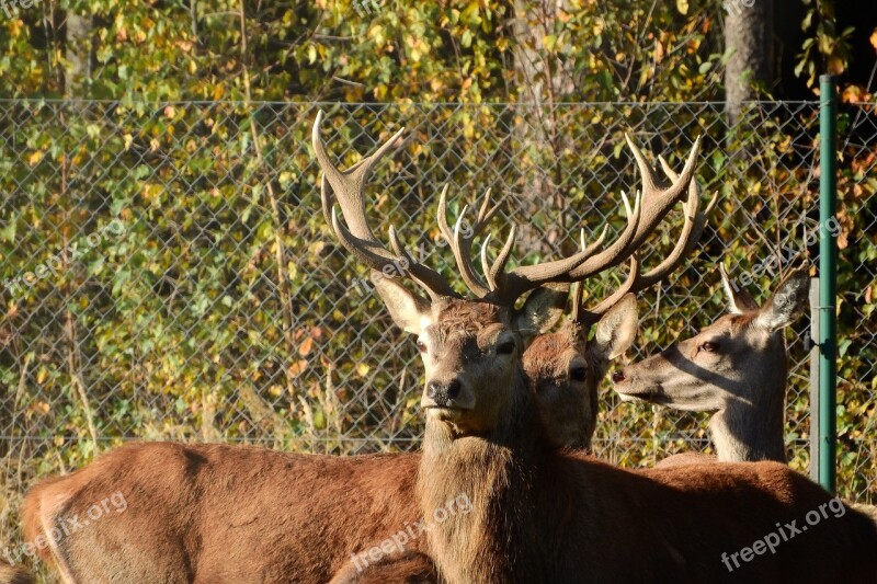 Hart Antlers Park Free Photos