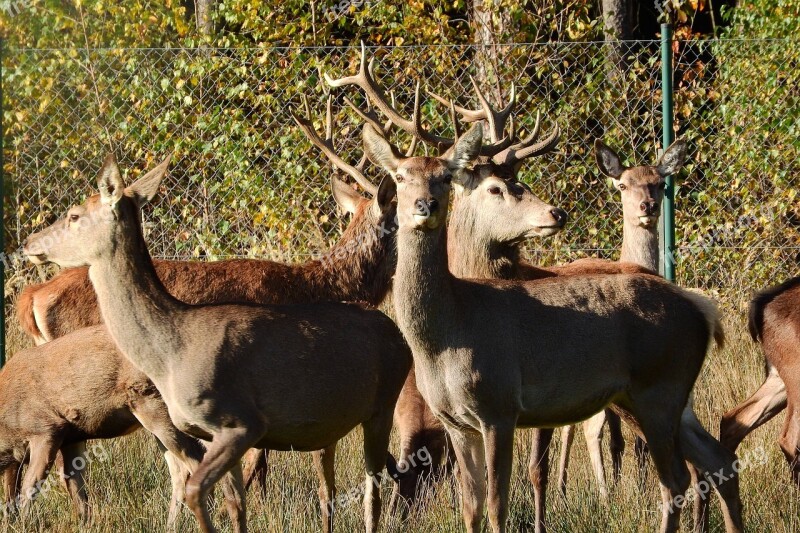 Hart Doe Park Free Photos