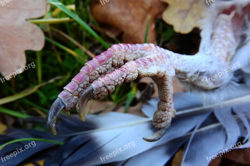 Claw Foot Bird Bird's-foot Pigeon