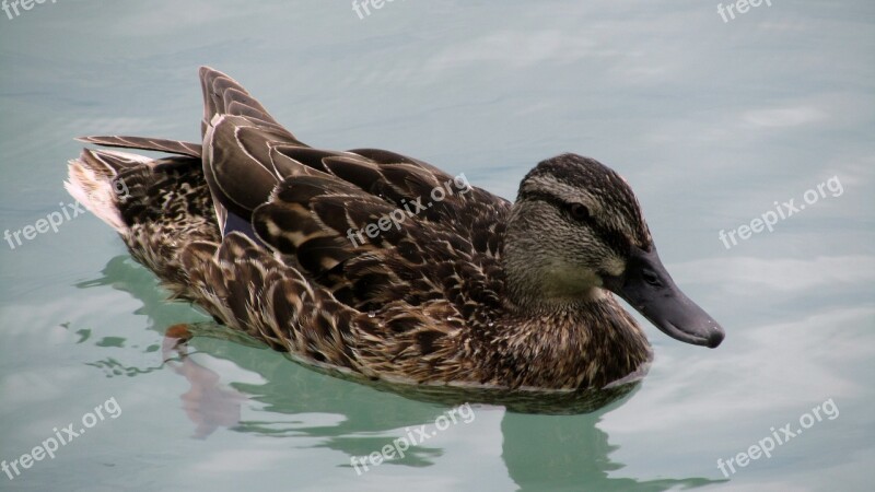 Duck Bird Lake Balaton Wild Ducks Nature