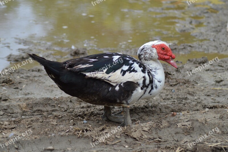 Duck Duck Barbarism Lower Short Poultry Free Photos