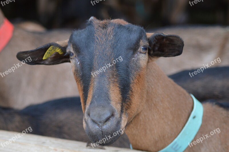 Goat Animal Biquette Breeding Nature