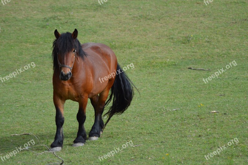 Horse Equine Brown Domestic Animal Horses