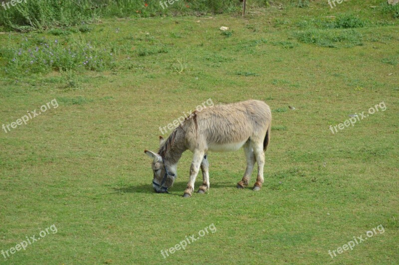 Donkey Animal Prairie Nature The Farm Animal