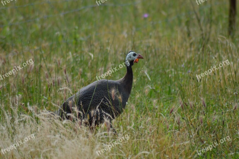 Guinea Fowl Birds Poultry Free Photos