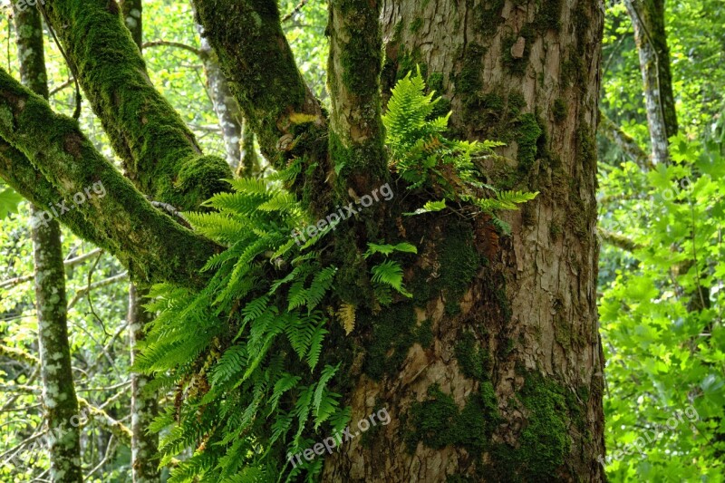 Ivy Forest Tree Growth Symbiosis