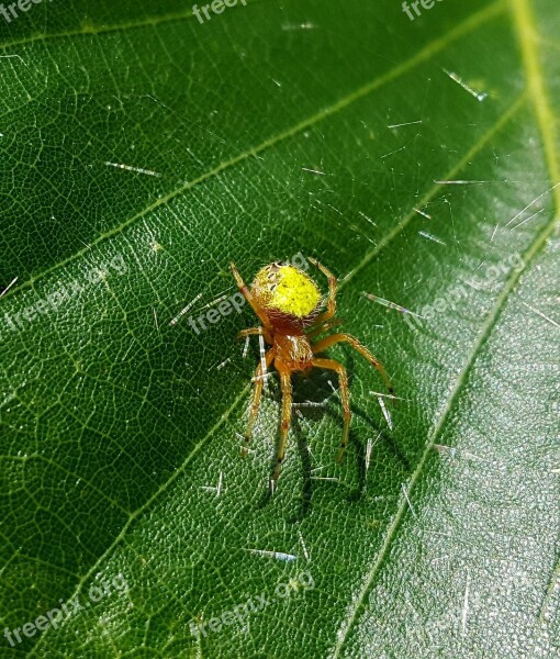 Spider Orb Weaver Web Silk Arachnid