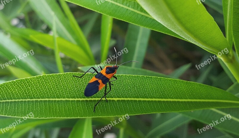 Large Milkweed Bug Bug Insect Black And Orange Leaf