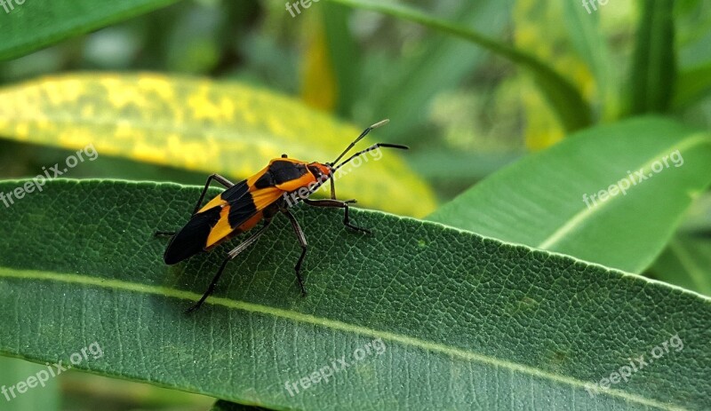 Large Milkweed Bug Bug Insect Black And Orange Leaf