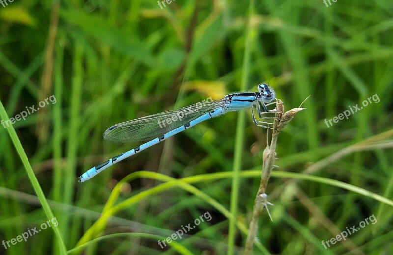 Familiar Bluet Damselfly Damselfly Insect Insectoid Winged