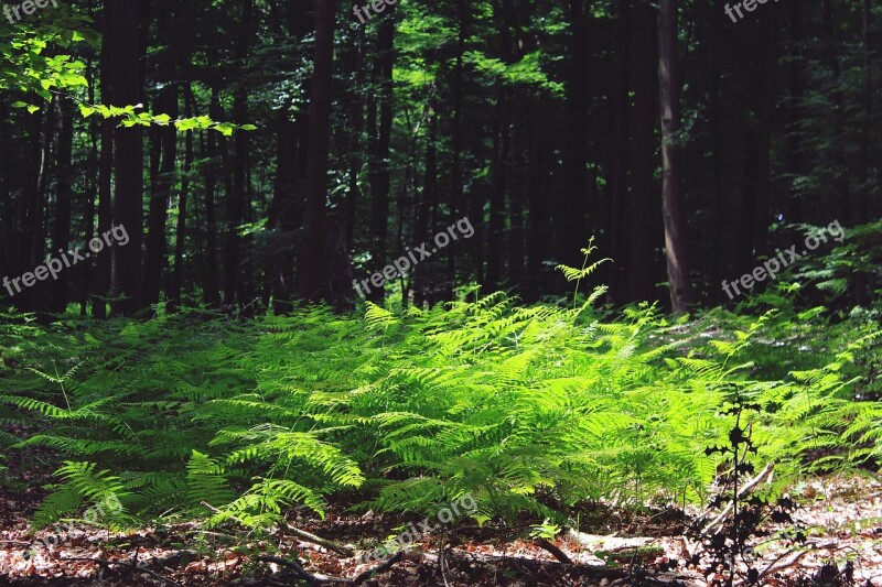 Fern Forest Trees Green Plant