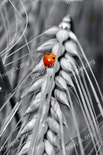 Gersten Cereals Grain Nature Field