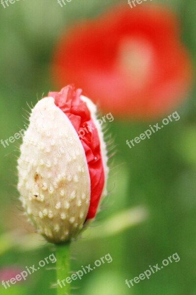 Poppy Poppy Flower Red Poppy Klatschmohn Flower