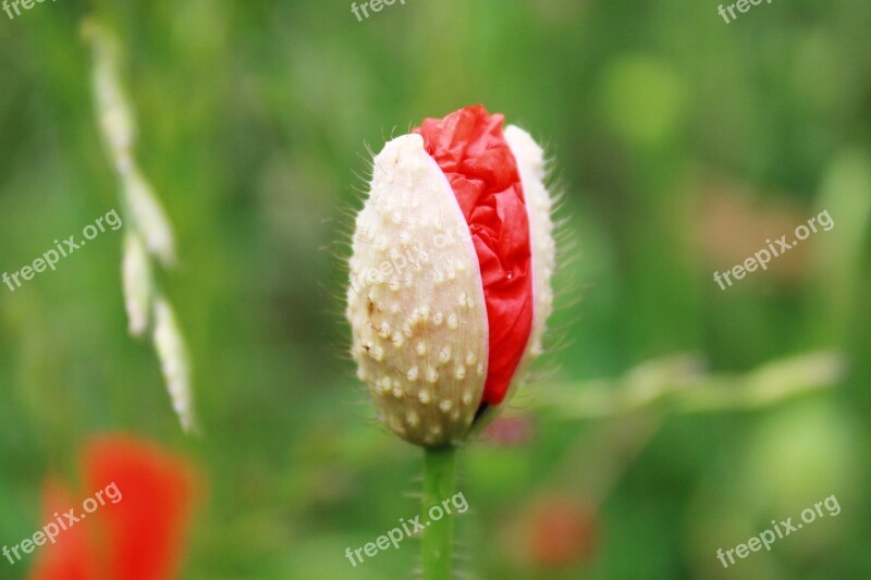 Poppy Poppy Flower Red Poppy Klatschmohn Flower