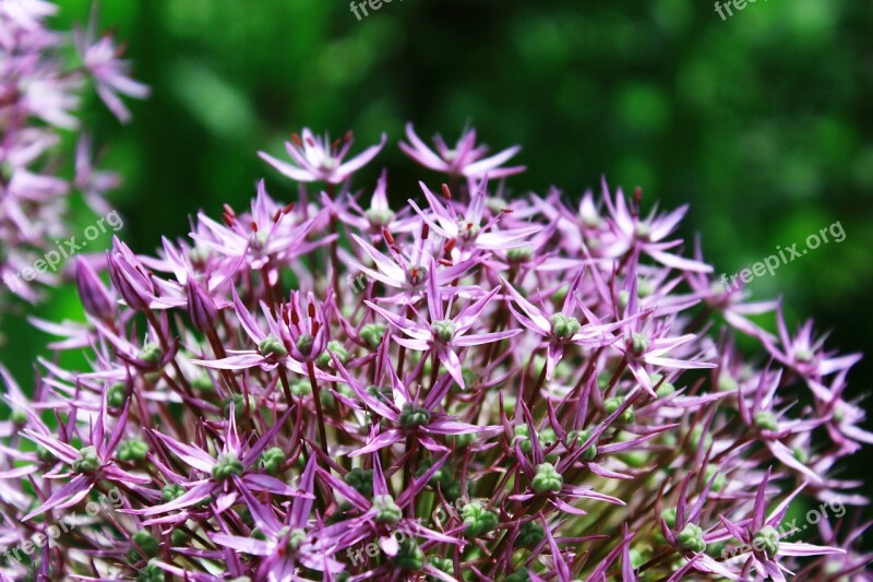 Ornamental Onion Ball Flower Flower Ball Purple Flower