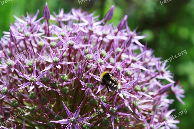 Ornamental Onion Ball Flower Flower Ball Purple Flower