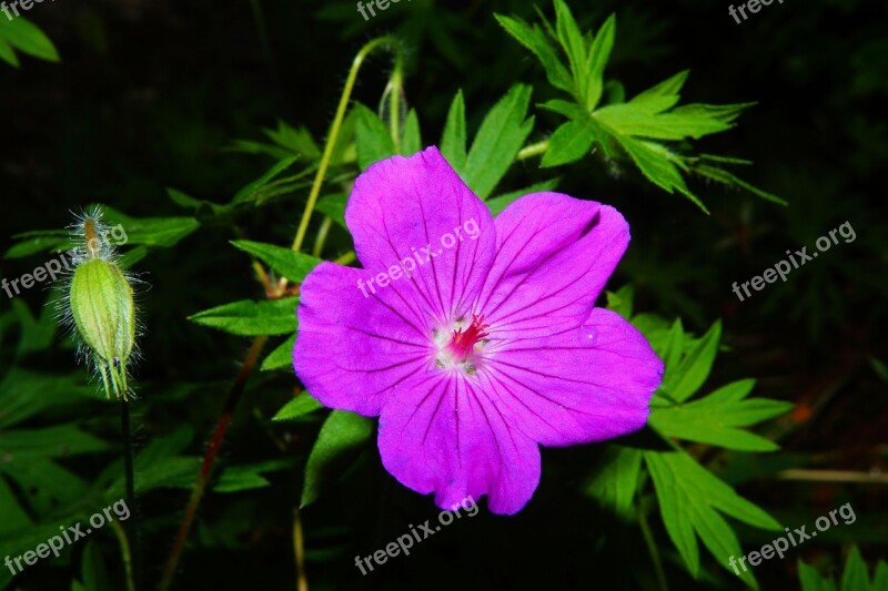 Cranesbill Blossom Bloom Flower Garden Purple