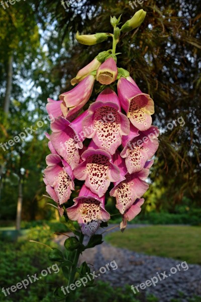 Foxglove Flower Purpurea Digitalis Purpurea Petal