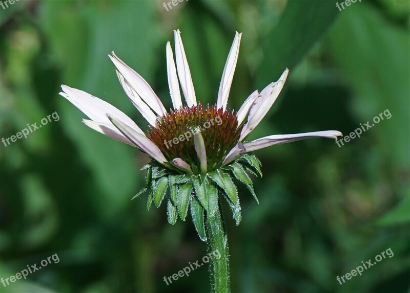 Echinacea Bud Opening Echinacea Medicinal Herb Bud Flower